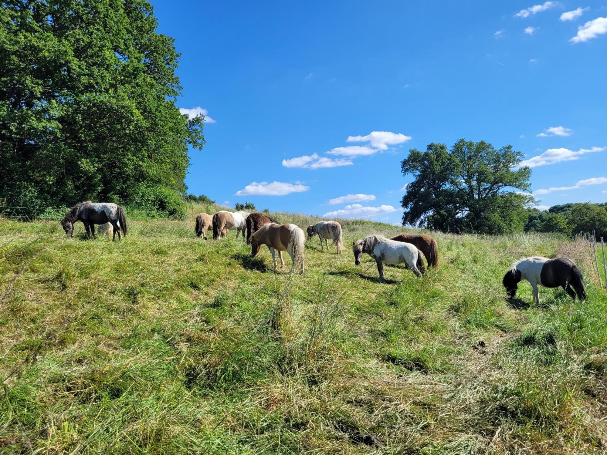 La Garenciere - Les Hirondelles Villa Champfleur  Exteriör bild